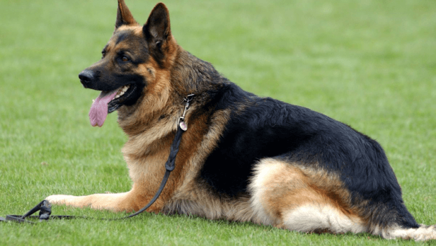 German Shepherd: The One Dog that rules them all