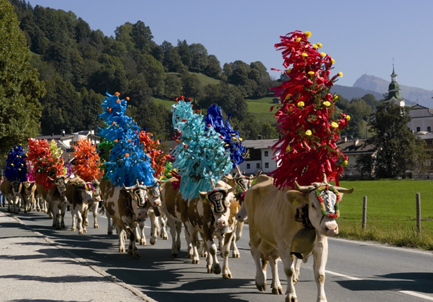 Almabtrieb: The Beautiful Cattle Procession